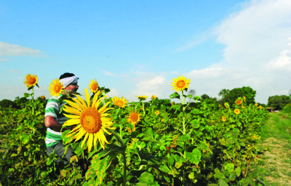 तिलहनी फसलों (Oilseed Crops) पर अनुसंधान , बढ़ेगी पैदावार