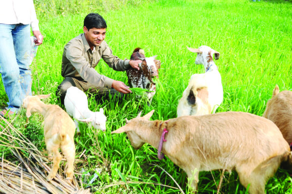 आय और स्वरोजगार के लिए अपनाएं बकरीपालन