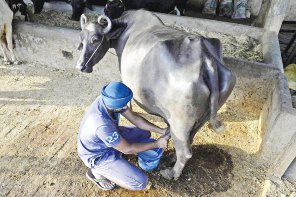 पशुपालन के क्षेत्र में बढ़ता पंजाब