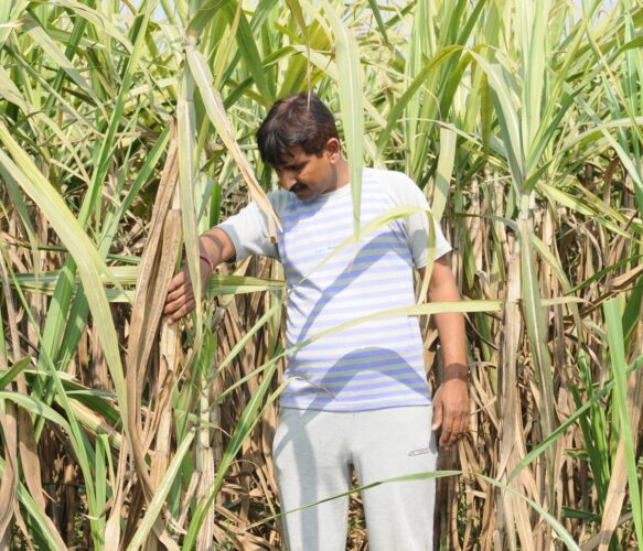 गन्ना उत्पादकता में होगी बढ़ोतरी, मिलेगा लाभ, छोटे व सीमांत किसानों को मिलेगी प्राथमिकता