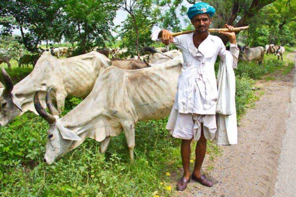 पशुपालकों के खाते में हस्तांतरित होगी 180 करोड़ की सहायता राशि