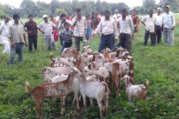 कमाई का जरीया है बरबरी बकरीपालन