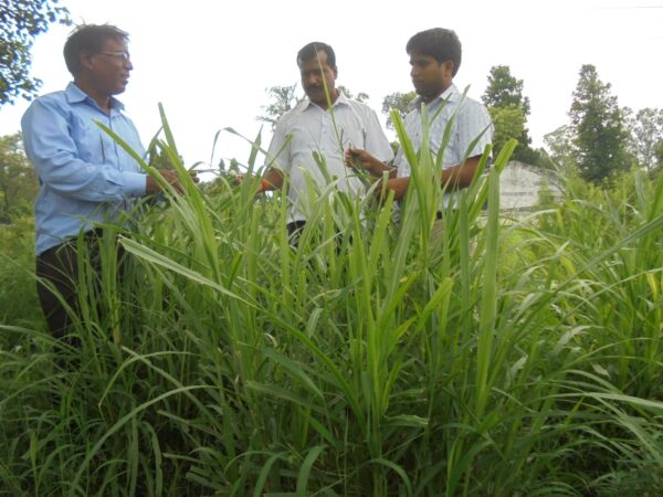 सालभर हरे चारे के लिए उत्तम है गिनी घास की खेती