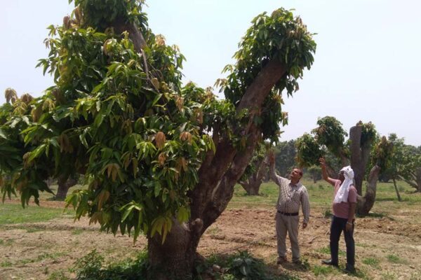 आम के बाग की देखभाल