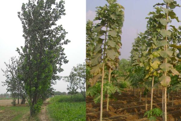 शुरू करें एग्रो फोरैस्ट्री