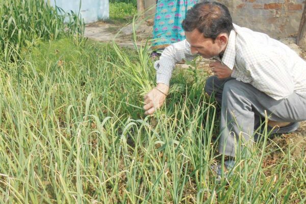 लहसुन की खेती में कीटरोग रोकथाम