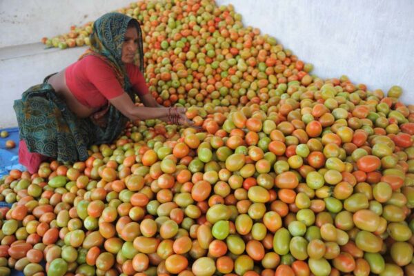 टमाटर की अच्छी पैदावार के लिए कीटबीमारी से बचाना जरूरी