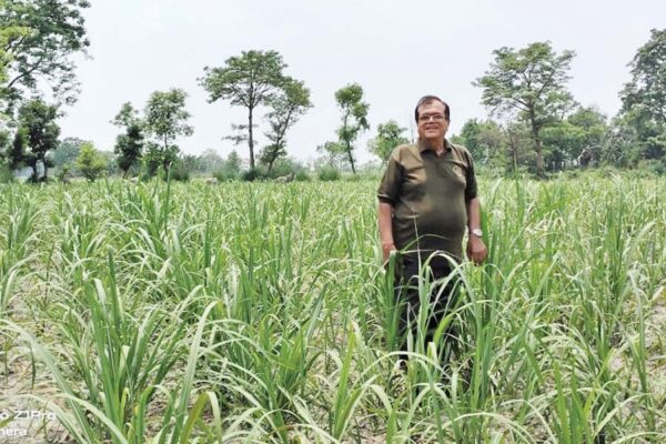 गन्ने की फसल में कीटों से रहें सावधान