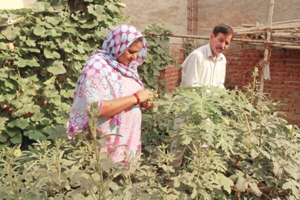 आदर्श पोषण वाटिका से स्वच्छ और संतुलित आहार