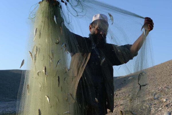 डेरी और मत्स्य उत्पादकों को क्रेडिट कार्ड जरूरी