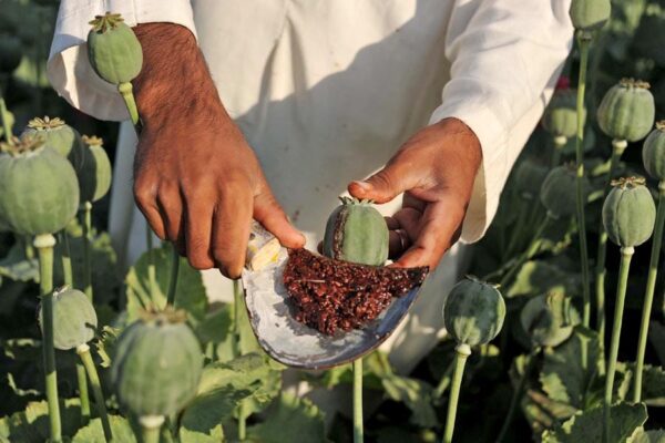 अफीम पोस्त की खेती के लिए लाइसेंसिंग नीति