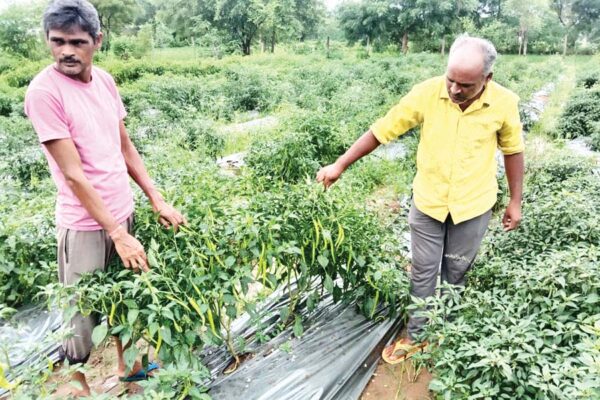 मिर्च की फसल में लगने वाले प्रमुख कीट व रोग