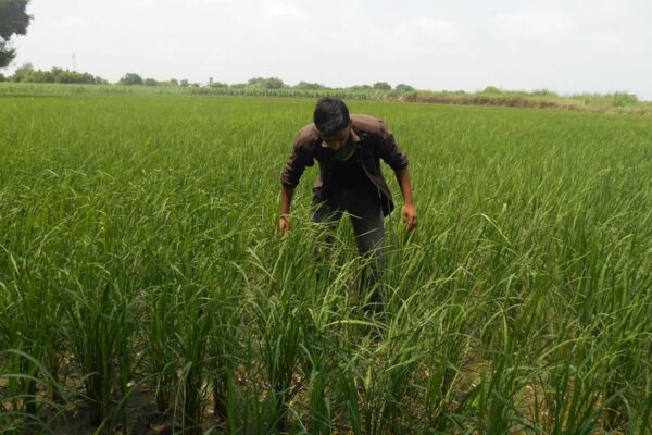  सितंबर माह में खेती से जुड़े काम