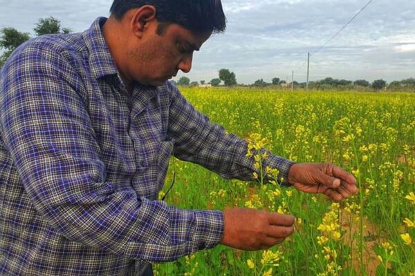 तोरिया (लाही) की उन्नत उत्पादन तकनीक