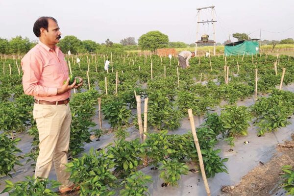 ड्रिप और मल्चिंग पद्धति से शिमला मिर्च की खेती