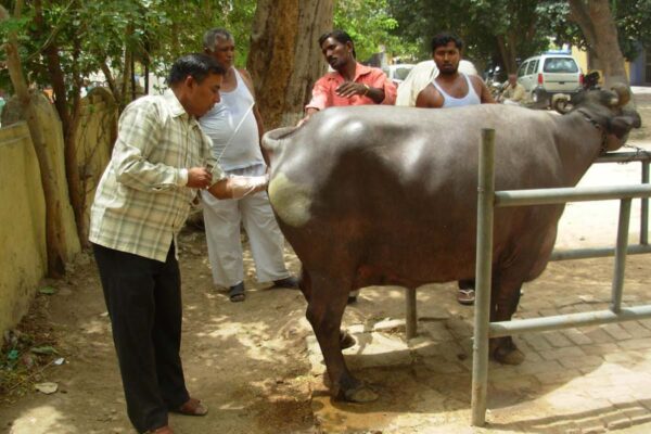 दुधारू पशुओं में गर्भनिदान और अहमियत