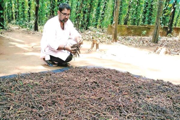 आमदनी का साधन बनी काली मिर्च की खेती