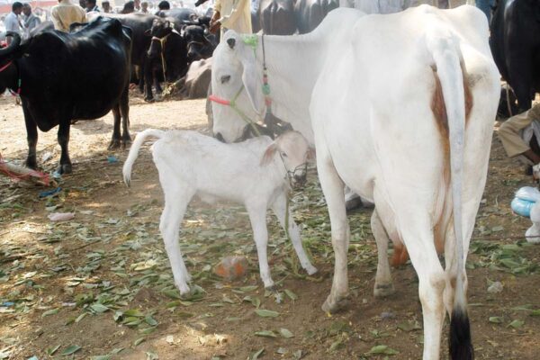 हम मवेशियों में आईवीएफ तकनीक अपनाने वाली पहली भारतीय कंपनी हैं