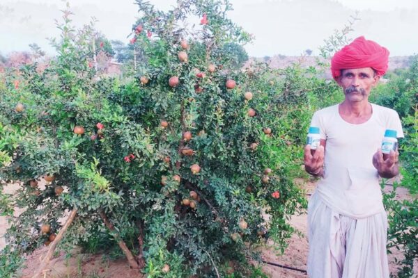 अनार की खेती : कीटरोगों से बचाव व प्रबंधन