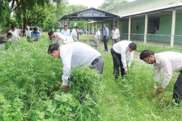 गाजरघास की बनाएं खाद