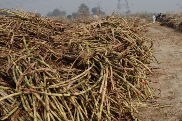 भारतीय गन्ना सब से महंगा