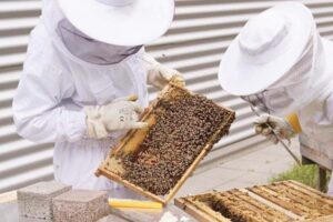मधुमक्खीपालन से किसानों को फायदा