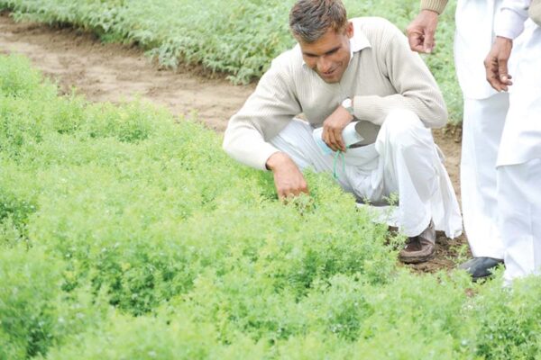 धान की खेती के बाद मसूर की खेती