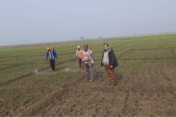 प्याज व लहसुन में पौध संरक्षण