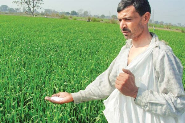 रबी फसल : खाद प्रबंधन और देखभाल