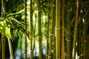 Bamboo