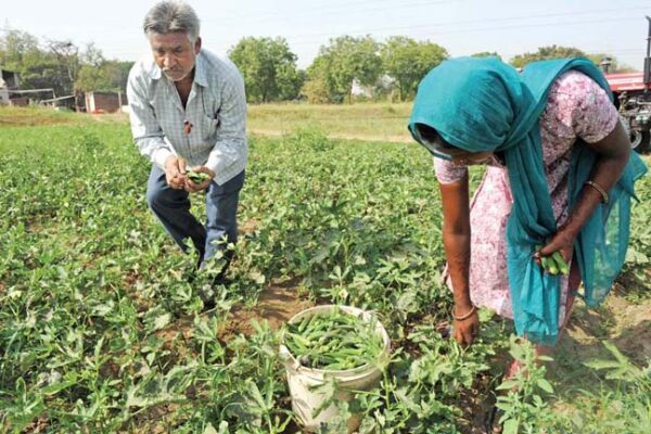 लाभकारी भिंडी की खेती