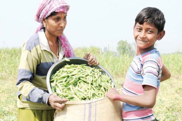 मटर की पैदावार और बीज का उत्पादन