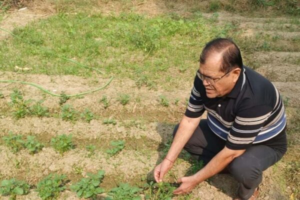 रबी की सब्जियों में जैविक (बिना रसायन) कीट प्रबंधन