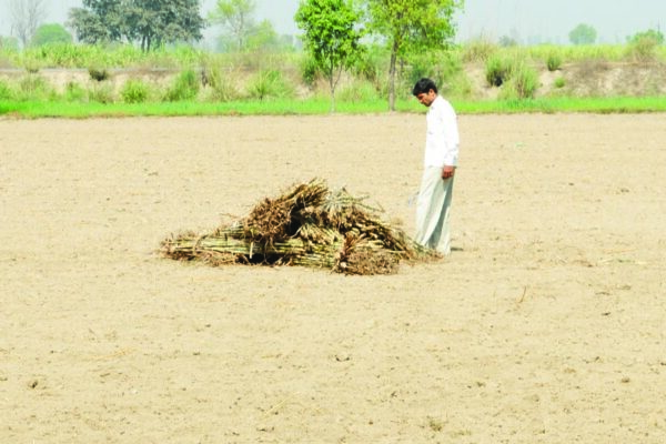 उत्तर प्रदेश में गन्ना खेती की मौडर्न तकनीक