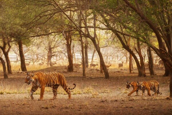 वन्यजीव स्वास्थ्य प्रबंधन पर कार्यशाला