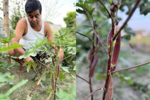 Lal Bhindi