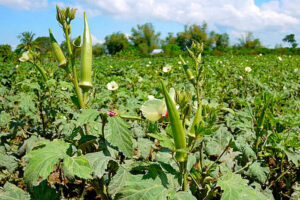 Bhindi