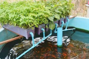 aquaponics