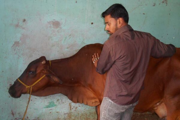 पशुपालन में टीकाकरण का रखें ध्यान