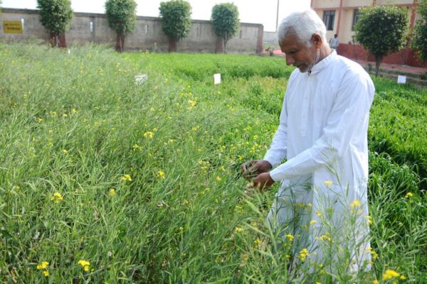 सरसों की फसल को कीड़ों से बचाएं