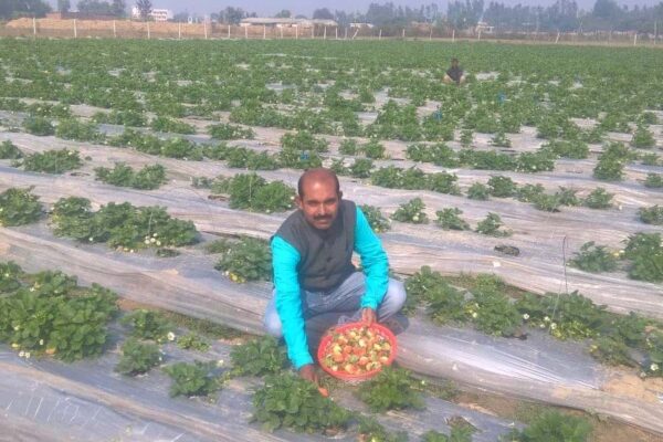 स्ट्राबेरी की खेती से किसान मालामाल