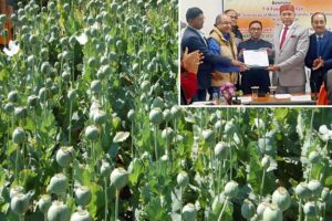 अफीम (Opium) की नई किस्म ’चेतक’ विकसित