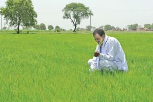 धान की खेती (Paddy cultivation)