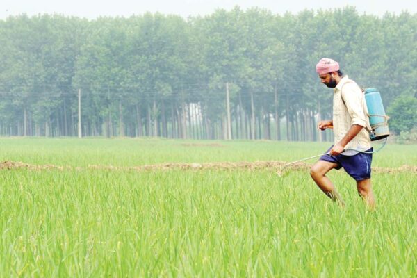 धान की खेती (Paddy cultivation)