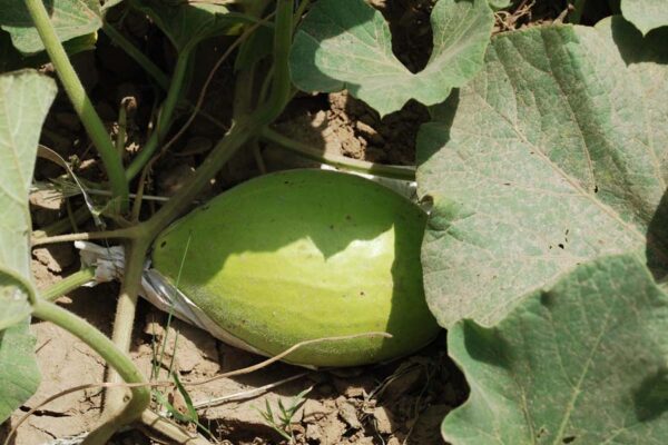 घीया (Sponge Gourd) की खास किस्म ‘एचबीजीएच हाईब्रिड-35’