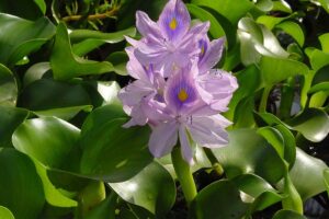 जलकुंभी (Water Hyacinth)