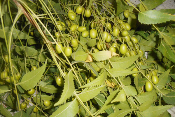 वैश्विक नीम (Neem) व्यापार मेले का आयोजन