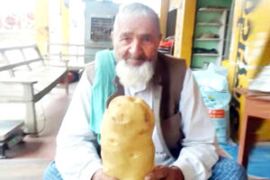 वजन 2 किलोग्राम, कटहल की साइज का आलू (Potato)