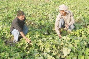 बेल वाली सब्जियों से खरपतवार (Weeds) कैसे हटाएं