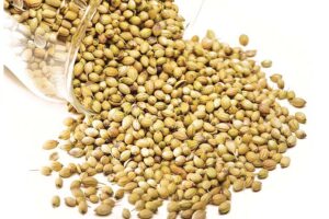 धनिया (Coriander)